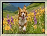 Kwiaty, Łąka, Pies, Biegnący