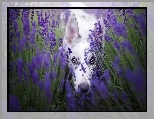 Border collie, Lawenda wąskolistna