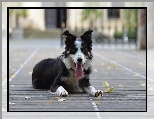 Border collie, Pysk, J�zor