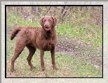 Brązowy, Chesapeake Bay retriever