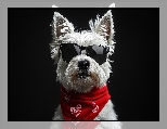 Chustka, Pies, West highland white terrier, Czerwona, Biały, Czarne, Okulary