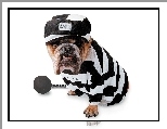 Buldog, Czapka, Więzień