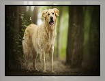 Drzewa, Pies, Golden retriever, Las