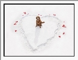 �nieg, Serce, Golden Retriever