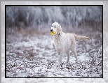 Golden Retriever, Zabawka, Pies, Szczeniak, �nieg