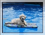Golden Retriever, Woda, Basen
