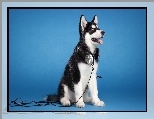 Husky, S�uchawki