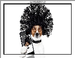 Obro�a, Jack Russell terrier, Pies, Peruka, Telefon