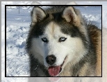 j�zyk, Siberian Husky, �nieg
