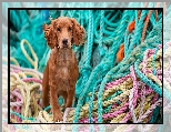 Kolorowe, Pies, Cocker spaniel, Liny