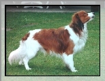 Kooikerhondje, doros�y, P�ochacz holenderski, trawa