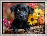 Szczeniak, Koszyk, Czarny, Kwiaty, Pies
