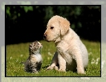 Kotek, Labrador Retriever, Szczeniak, Ma�y, Przyjaciele