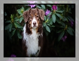 Krzewy, Owczarek australijski, Pies, Mordka, Kwiaty