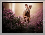 Wrzosy, Kwiaty, Biegnący, Pies