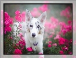 Kwiaty, Border collie, Portret, Róże