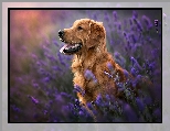 Język, Lawenda, Pies, Kwiaty, Golden retriever