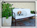 Kwiaty, Pies, Taras, Ławeczka