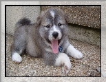 M�ody, Piesek, Owczarek �rodkowoazjatycki