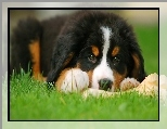 Pasterski, Berneński, Pies, Szczeniak