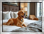 Łóżko, Golden retriever, Pies