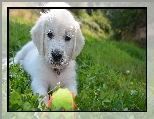Pi�eczka, Szczeniak, Bia�y, Golden retriever, Trawa