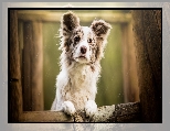 P�ot, Border collie, Pies, Mordka, Deszcz