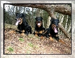 przewrócone, Trzy, Beaucerony, drzewo