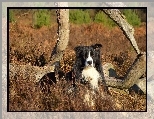 Ro�liny, Border collie, ��ka, Konary