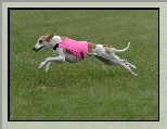 Whippet, różowe, ubranko