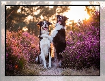 Światło Słoneczne, Psy, Border collie, Dwa, Światło słoneczne, Wrzos