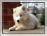 Szczeniak, Słodki, Biały, Samojed