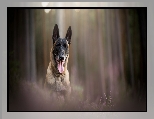 Wrzosy, Pies, Rozmyte, Mordka, Owczarek belgijski malinois, Jęzor, Tło
